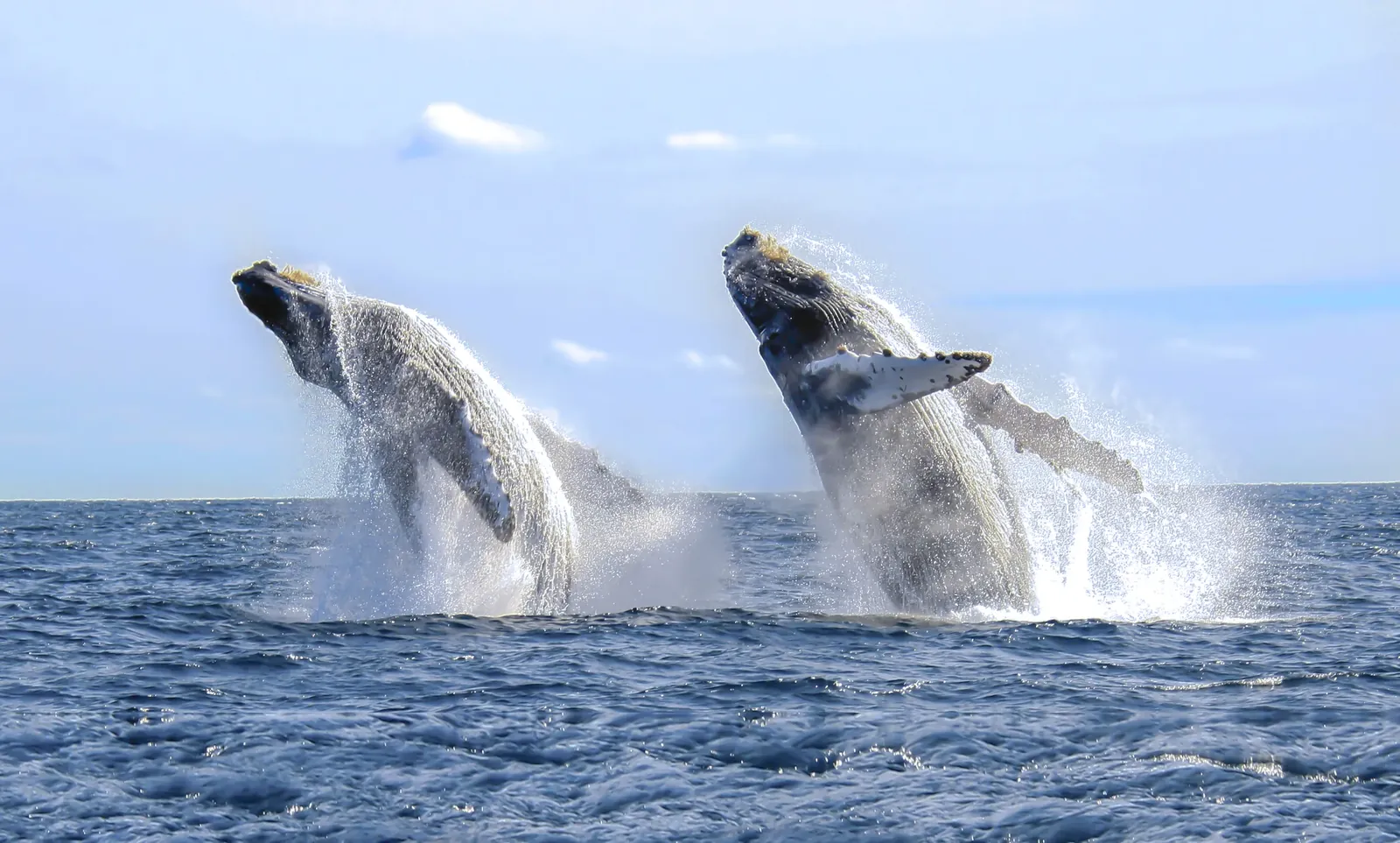 Two humpback whales breaching together in the Bay of Banderas, a sight for a group whale-watching charter
